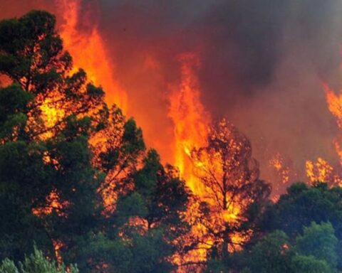 δάσος της Δαδιάς