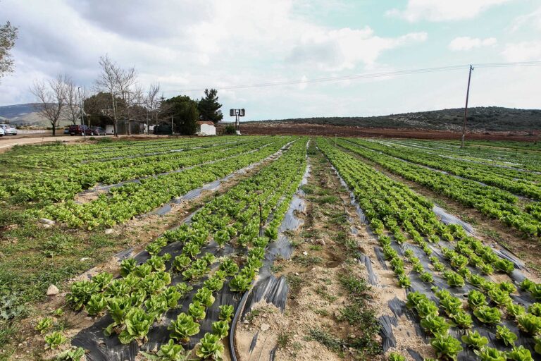 Αλεξανδρούπολη μικροί παραγωγοί αναδεικνύουν και προωθούν τα ελληνικά προϊόντα