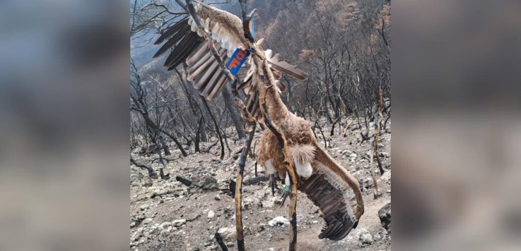 Δάσος Δαδιάς βρέθηκε νεκρό προστατευόμενο όρνιο 