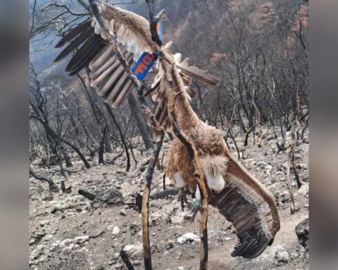 Δάσος Δαδιάς βρέθηκε νεκρό προστατευόμενο όρνιο 