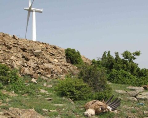 Πάνω από 563 πτηνά και νυχτερίδες είναι τα "θύματα" των ανεμογεννητριών σε Έβρο και Ροδόπη