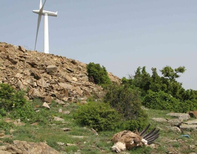 Πάνω από 563 πτηνά και νυχτερίδες είναι τα "θύματα" των ανεμογεννητριών σε Έβρο και Ροδόπη