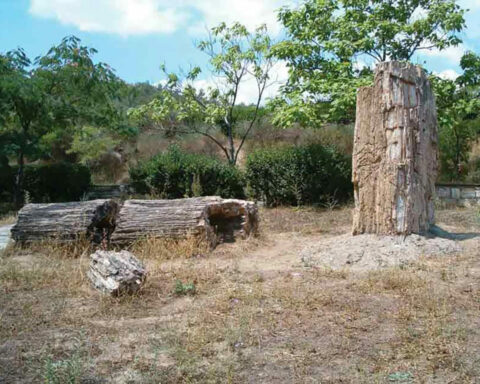 Πρόθεση του Δήμου Σουφλίου η ανάδειξη του Απολιθωμένου Δάσους Φυλακτού