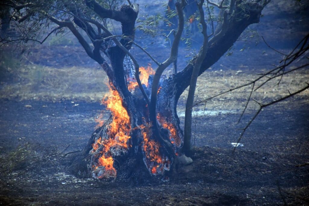 Έβρος Κινδυνεύουν να χαθούν ποικιλίες ελιάς από τις πυρκαγιές