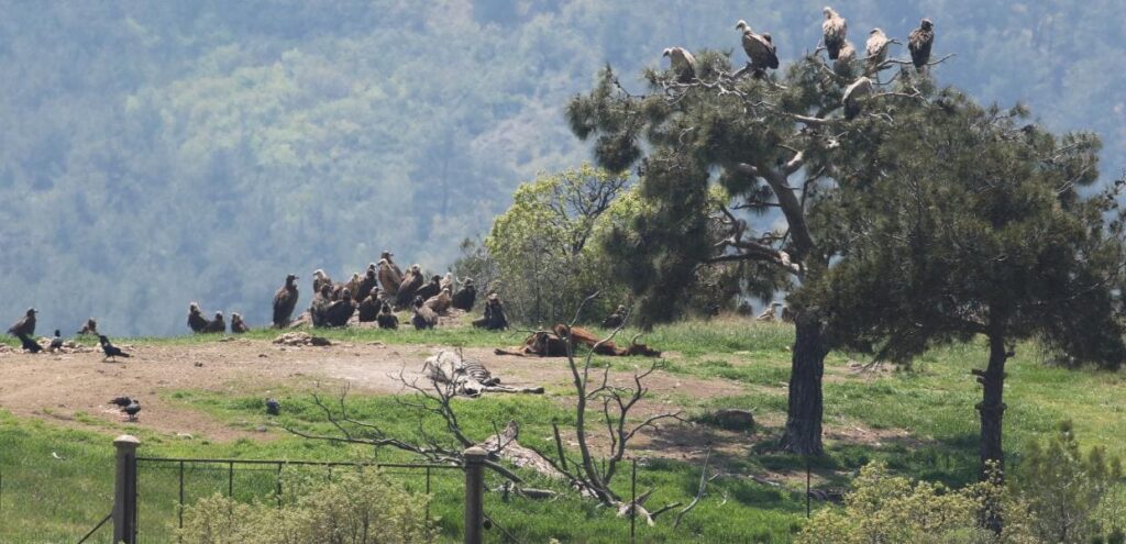 Έβρος νεκρά 47 ζώα από δηλητηριασμένα δολώματα