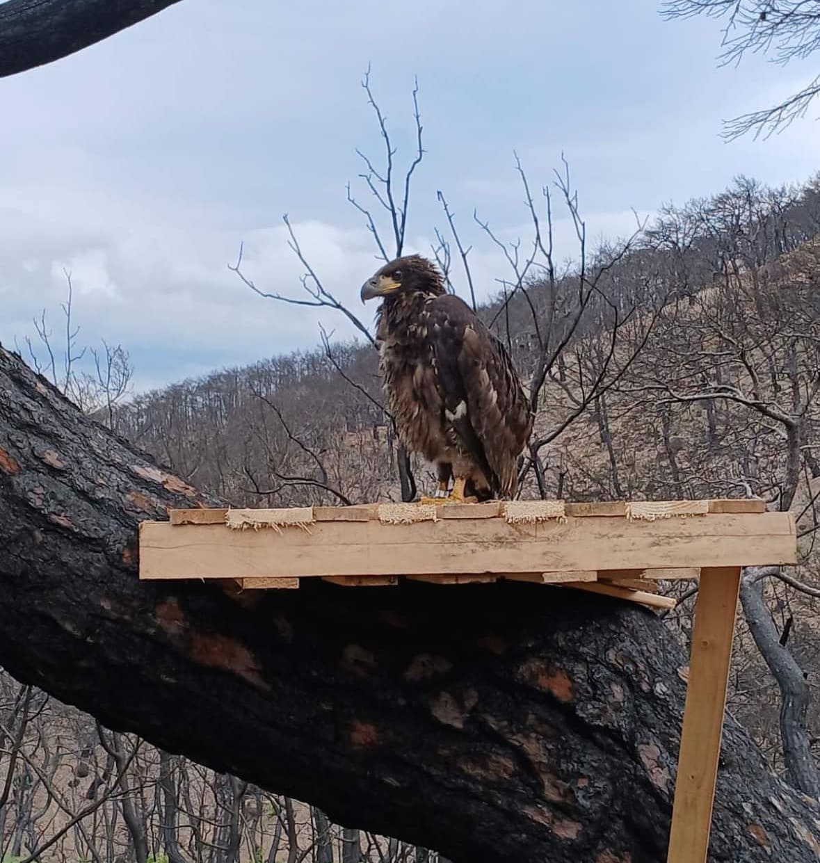 Διάσωση μικρού Θαλασσαετού στον Έβρο