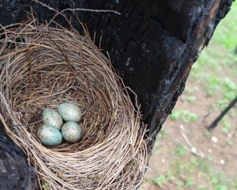 Μέσα στα καμένα του Έβρου φωλιάζει η ζωή και η ελπίδα