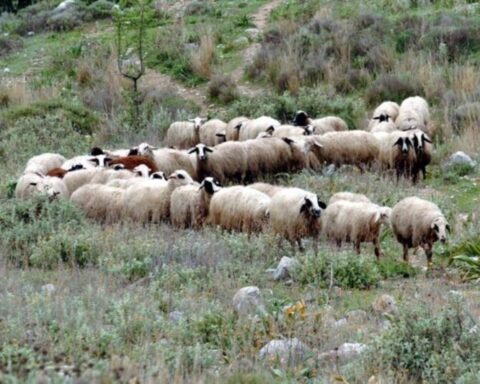 Σε απόγνωση οι κτηνοτρόφοι του Έβρου
