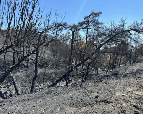 Το δάσος της Κίρκης ένα χρόνο μετά την καταστροφική φωτιά