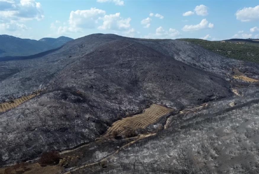 Καθυστερεί η εφαρμογή της μελέτης περιβαλλοντικών επιπτώσεων στα καμένα του Έβρου