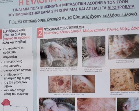 ευλογιά αιγοπροβάτων Έβρο