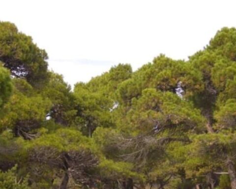 Αλεξανδρούπολη Έντομα και ξηροθερμικές συνθήκες σκοτώνουν τα πεύκα