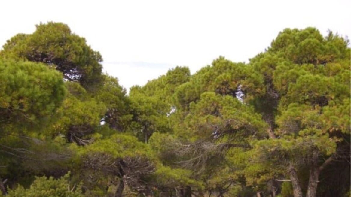 Αλεξανδρούπολη Έντομα και ξηροθερμικές συνθήκες σκοτώνουν τα πεύκα